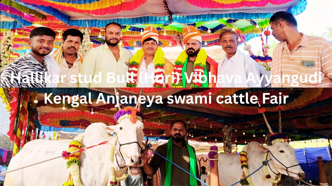 Hallikar stud Bull (Hori) Vibhava Ayyangudi Kengal Anjaneya swami cattle Fair / H L Parthasarathy