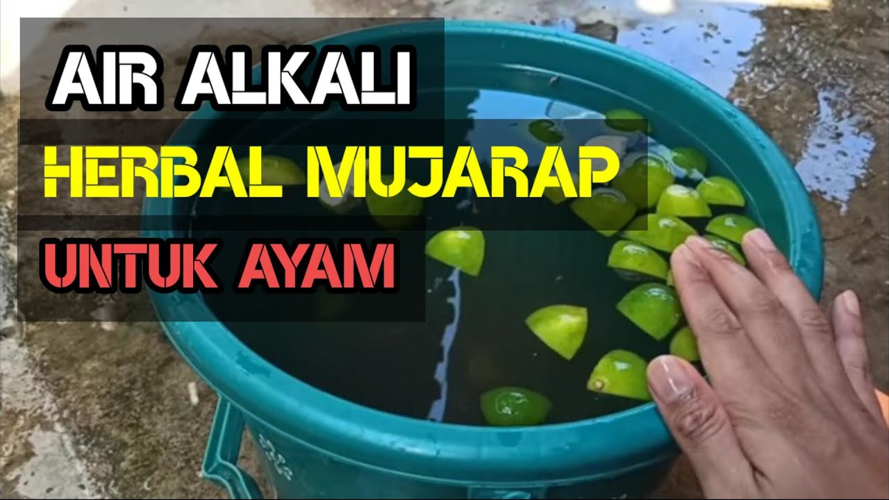 CARA BUAT AIR ALKALI UNTUK AYAM