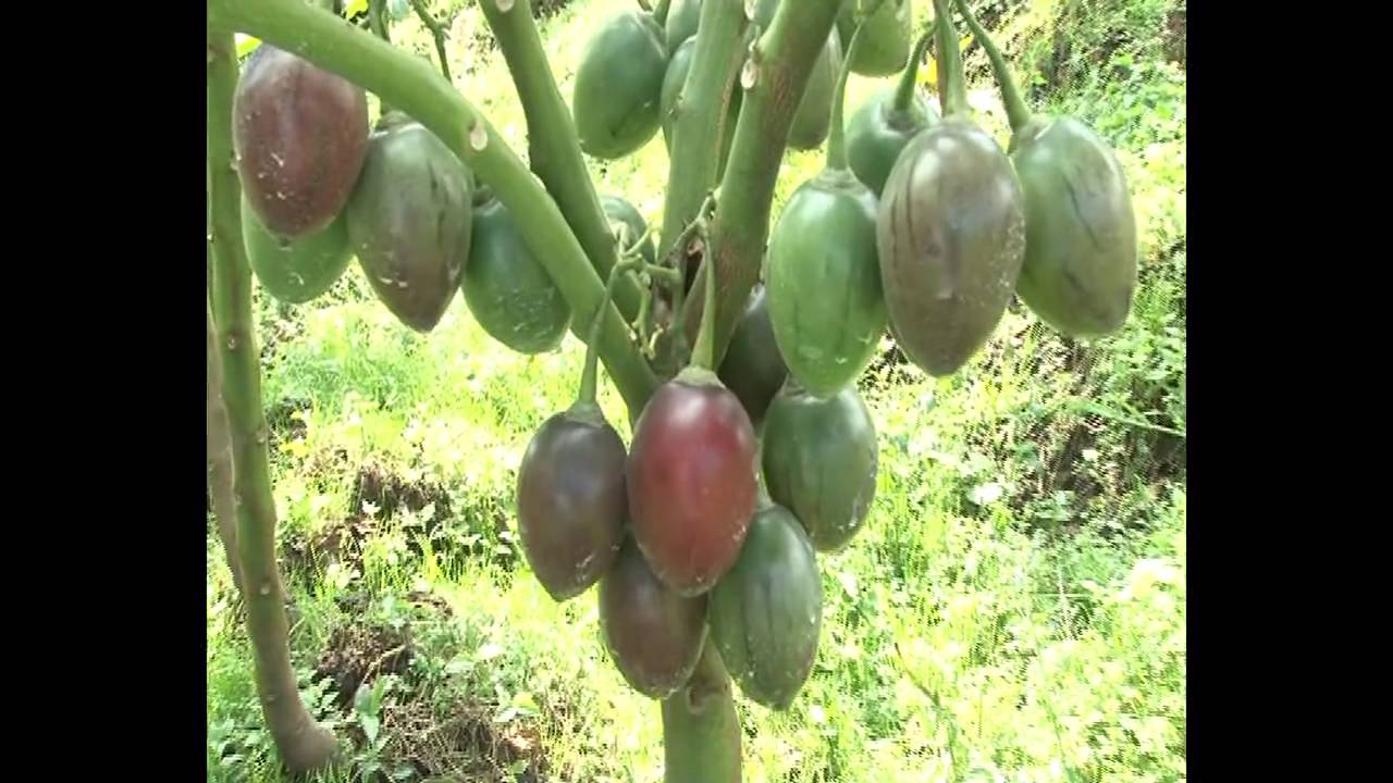 Imiti gakondo itangiza ibidukikije
