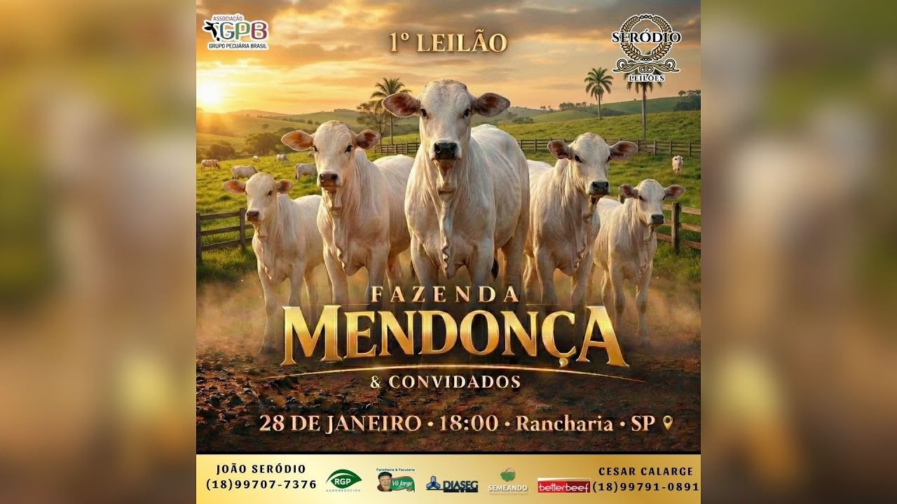 1º LEILÃO FAZ. MENDONÇA E CONVIDADOS | QUARTA 28/01/26 - 18H - REBANHO 100% Pesado