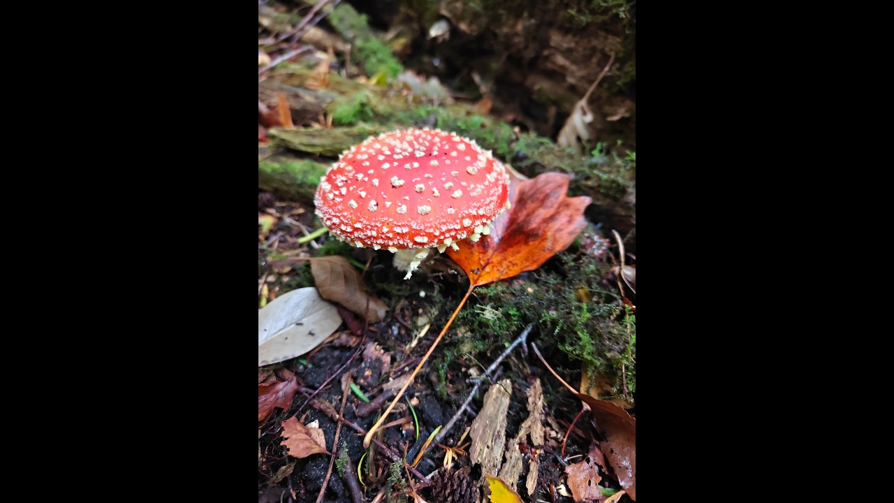 Paddenstoelen op Duivenvoorde
