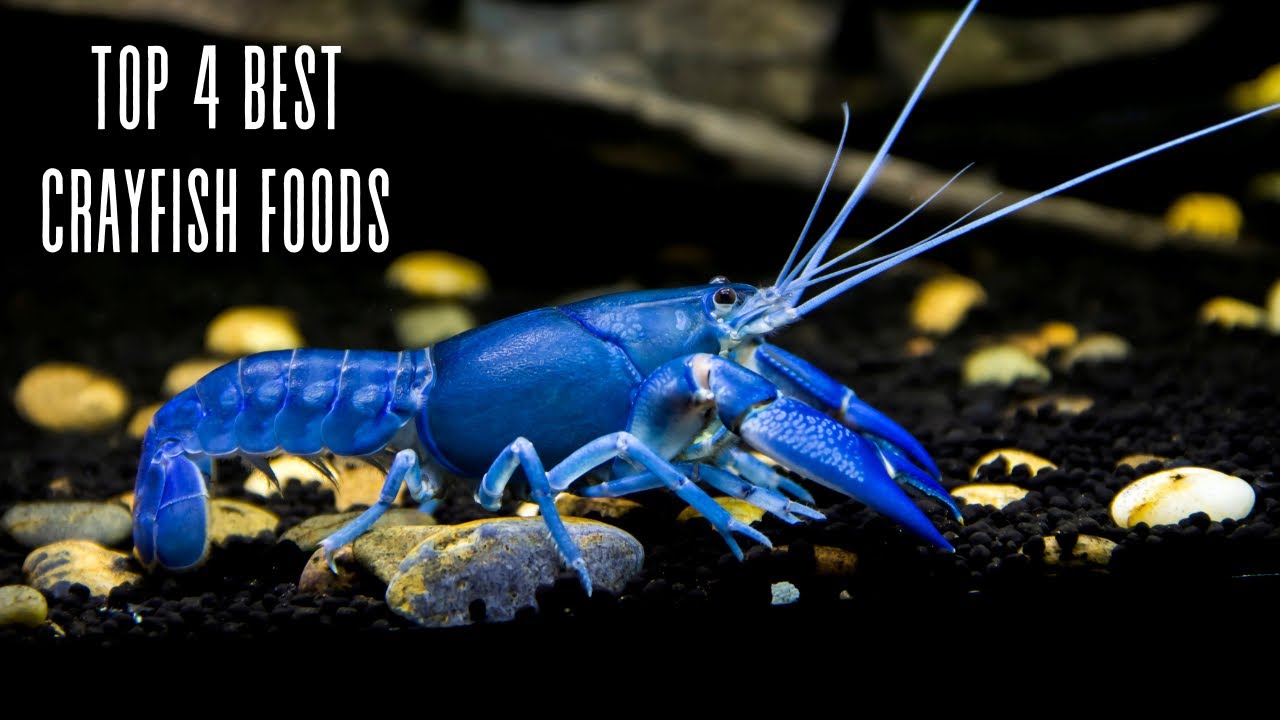 Crayfish Feeding 101: 4 Essential Foods and Tips