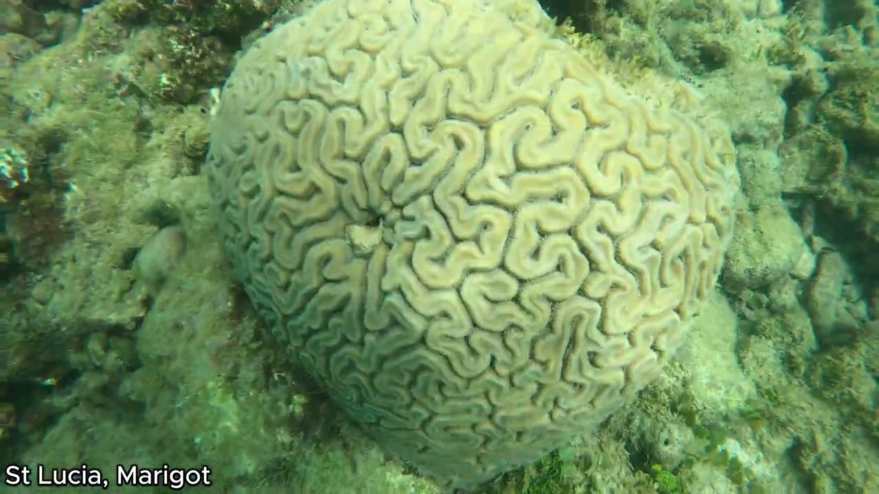 2024-11 St Lucia, Marigot. Snorkeling