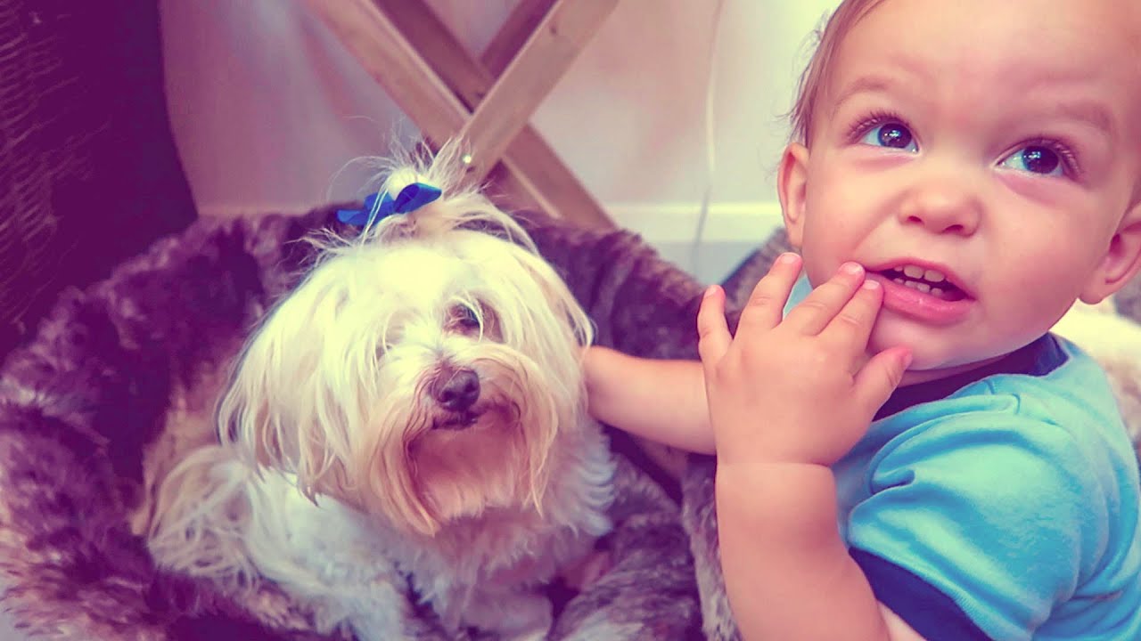 ЛУЧШИЙ ДРУГ МАЛЫША — ЕГО СОБАКА!