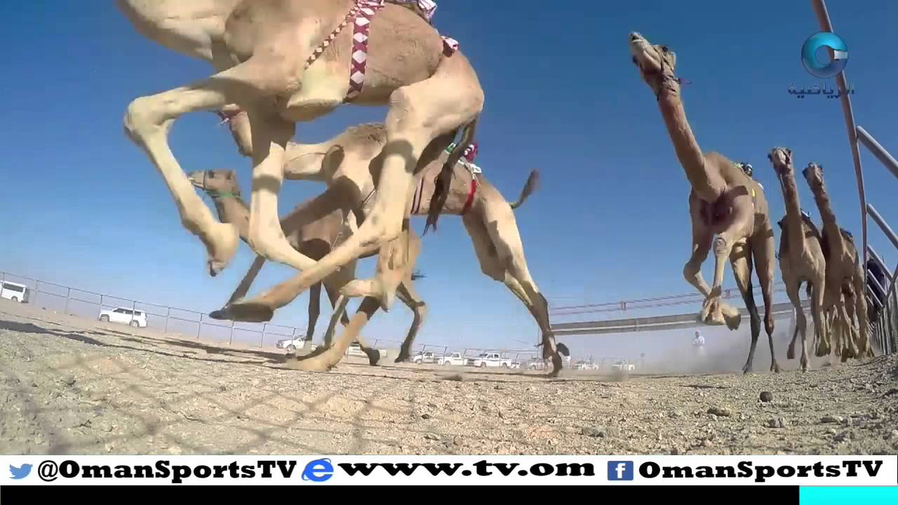 مهرجان سباق ظفار السنوي السادس عشر للهجن العربية الأصيلة بولاية ثمريت