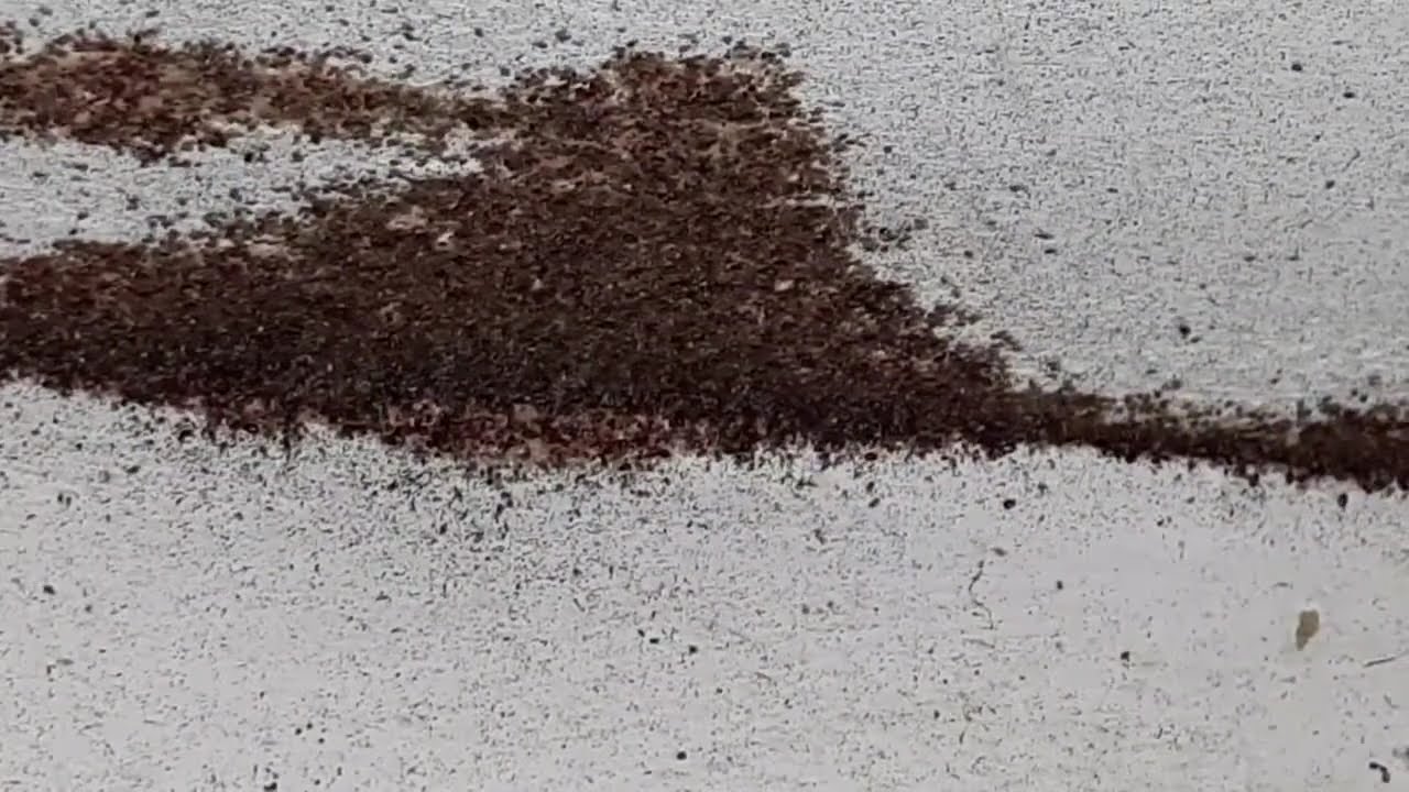 Rote Vogelmilben - Plage 2024 #chicken #science #nature