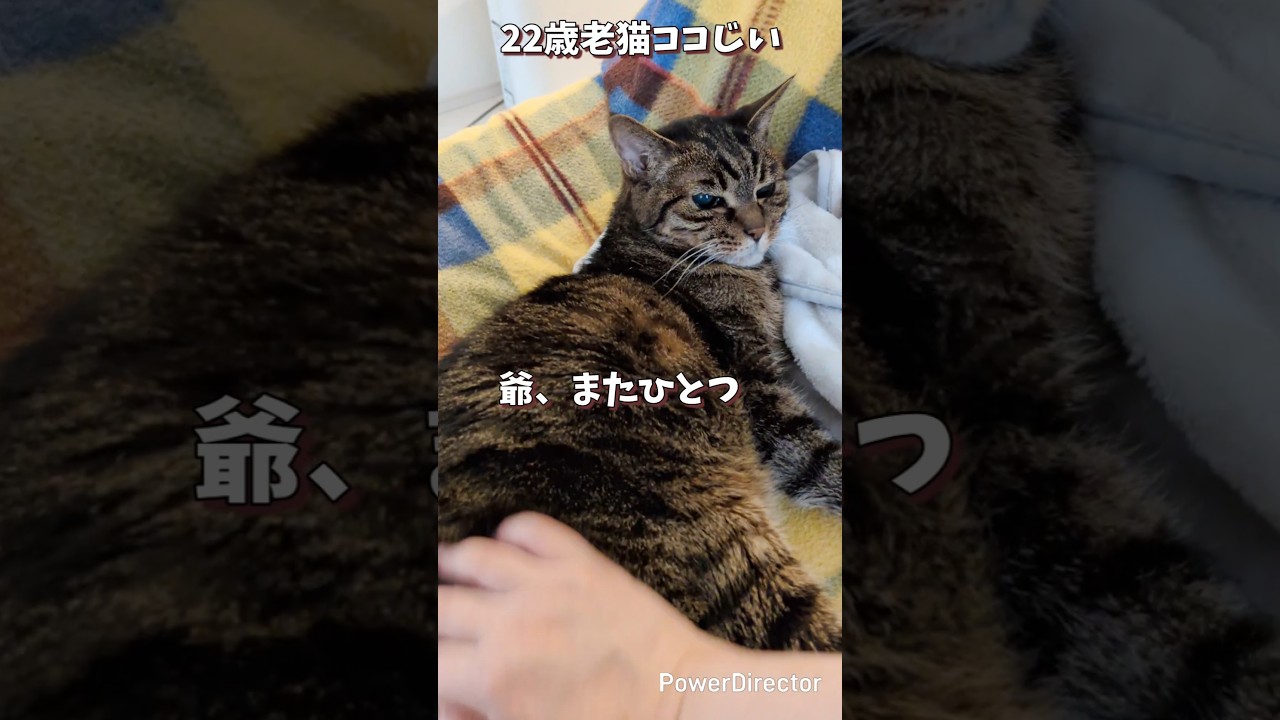 【106歳お猫さま】爺、今日もありがとう