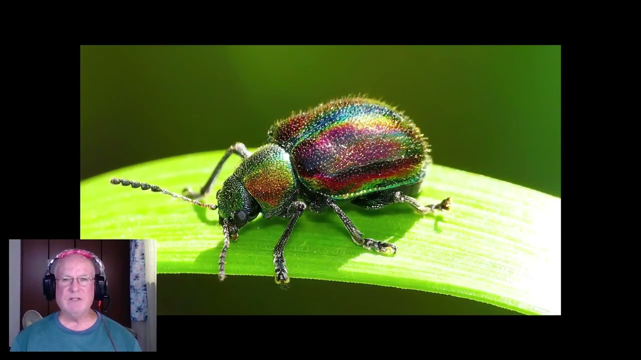 Macro Photography with Panasonic Lumix FZ10002