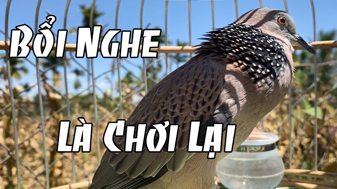 Tiếng Cu Gáy MỒI Hạp BổI Đủ Bài GÁY GỌI + Thúc + Gù Nhạy Bổi Kích Bổi Nhanh Nổi.Cu Gáy.cu đất gáy