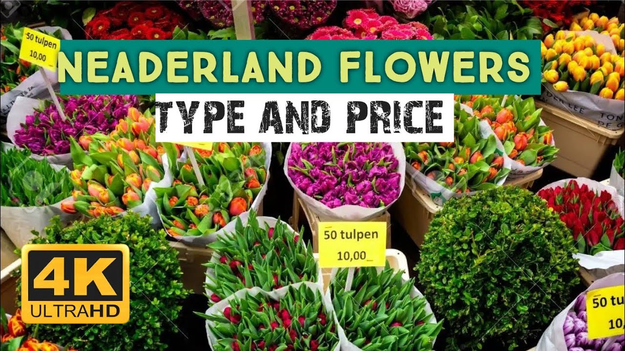 The Flower Market in Netherlands || flower shop tour || winter flower shopping