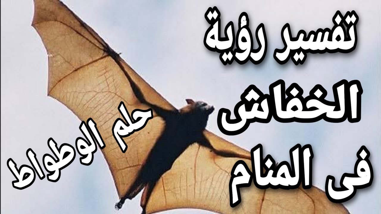 تفسير حلم الخفاش للرجل والمرأة فى الحلم | ما معنى الوطواط فى المنام