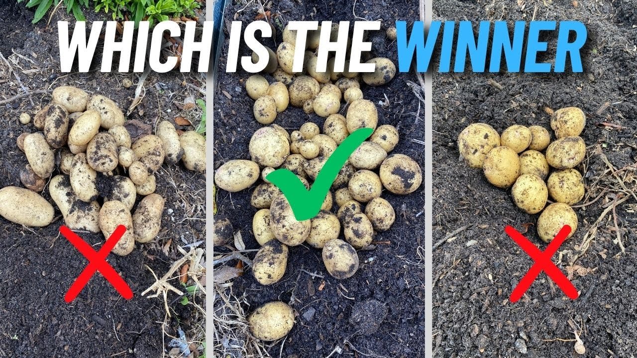 Don't Make THIS Mistake Growing Potatoes