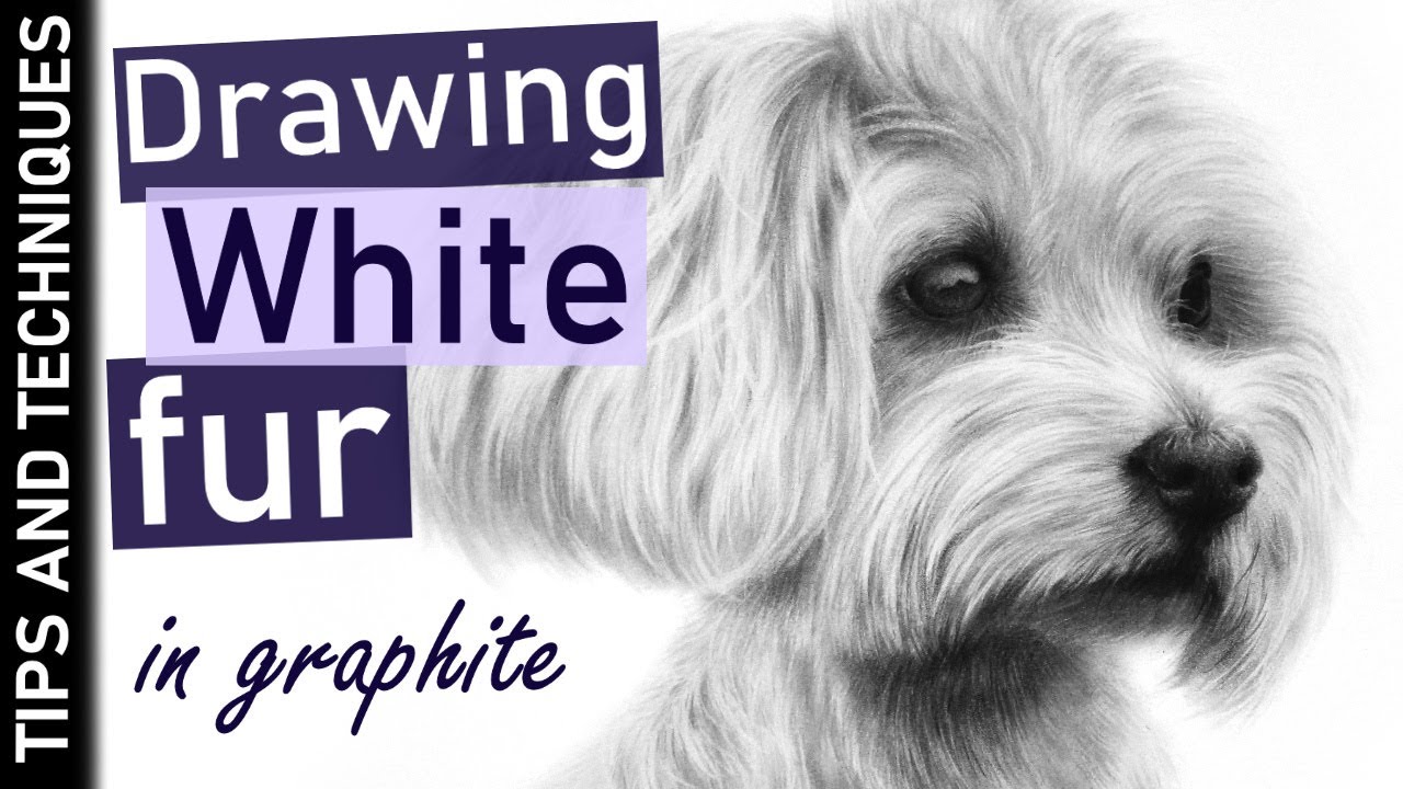 How to draw white fur in graphite | Drawing a white dog on white paper | Tips