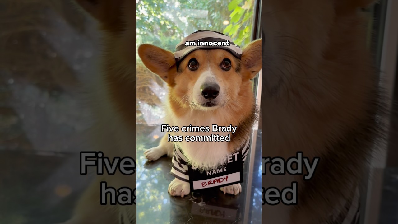 5 Crimes Brady the Corgi has Committed