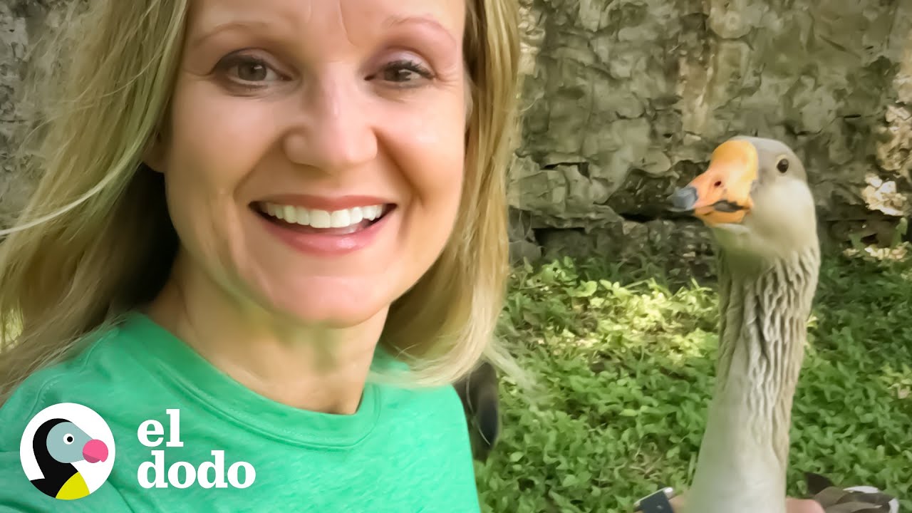 Ganso elige a esta mujer para que sea su mamá I Almas Gemelas | El Dodo