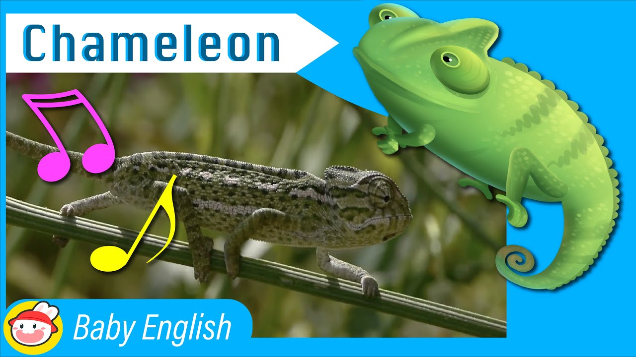 Chameleon | Awesome Animals | Music for Kids