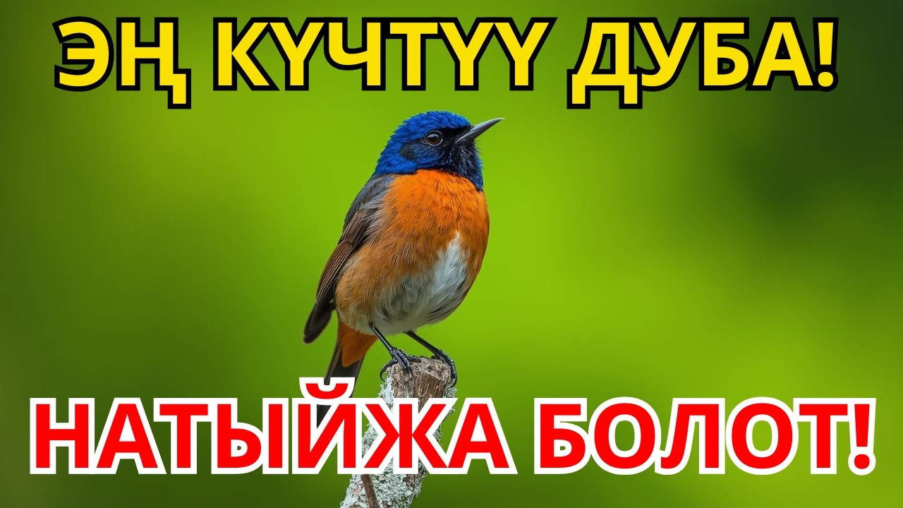 ЭЧ КИМ АЙТПАГАН ДУБА! 🗝️ БАКТЫЛУУ ЖАШОО БАШТАЛАТ