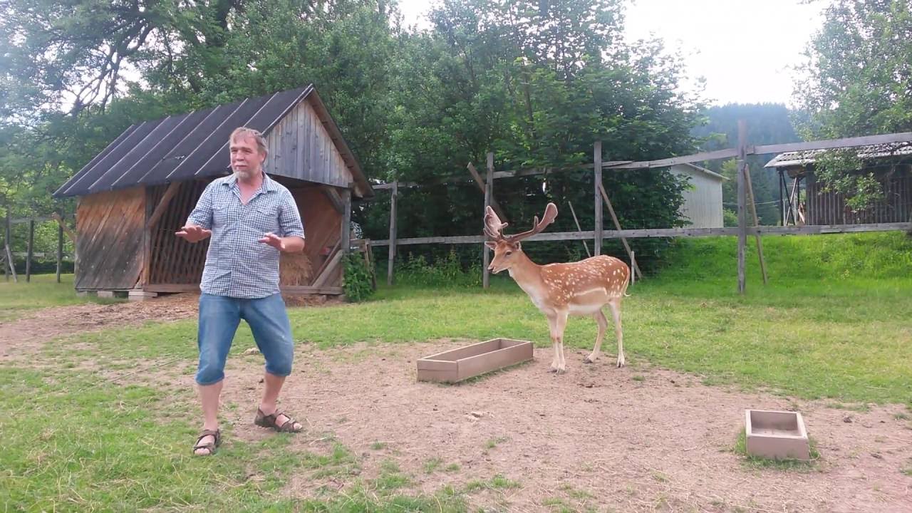 Krmení Honzy Daňka z Velkých Karlovic