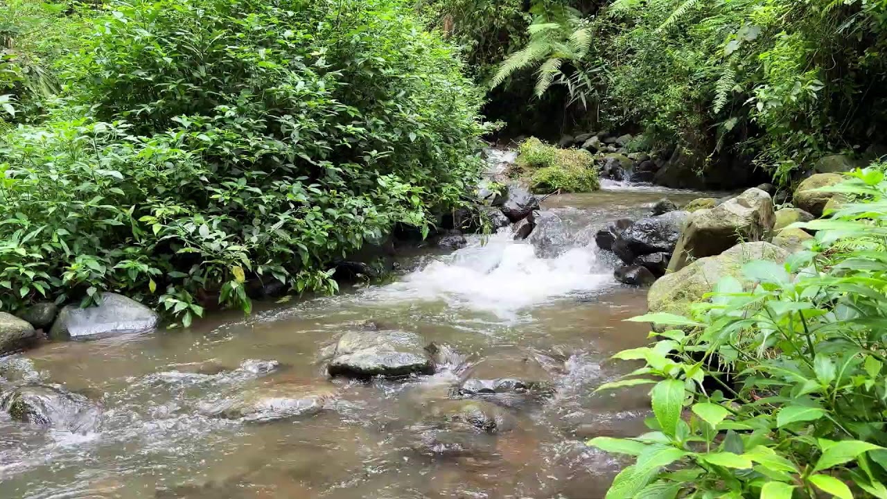 Calm your thoughts slowly with soft river sounds around a quiet forest stream to help you unwind