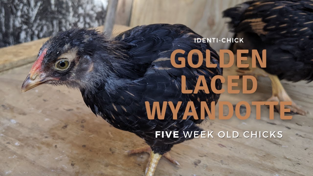 Golden Laced Wyandotte: 5-Week-Old Chicks