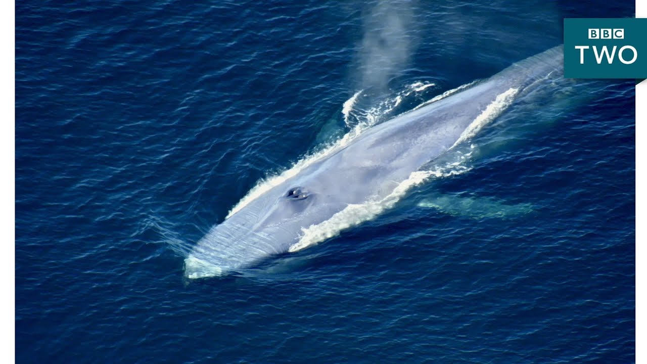 The World's Largest Animal Ever - Nature's Biggest Beasts - BBC