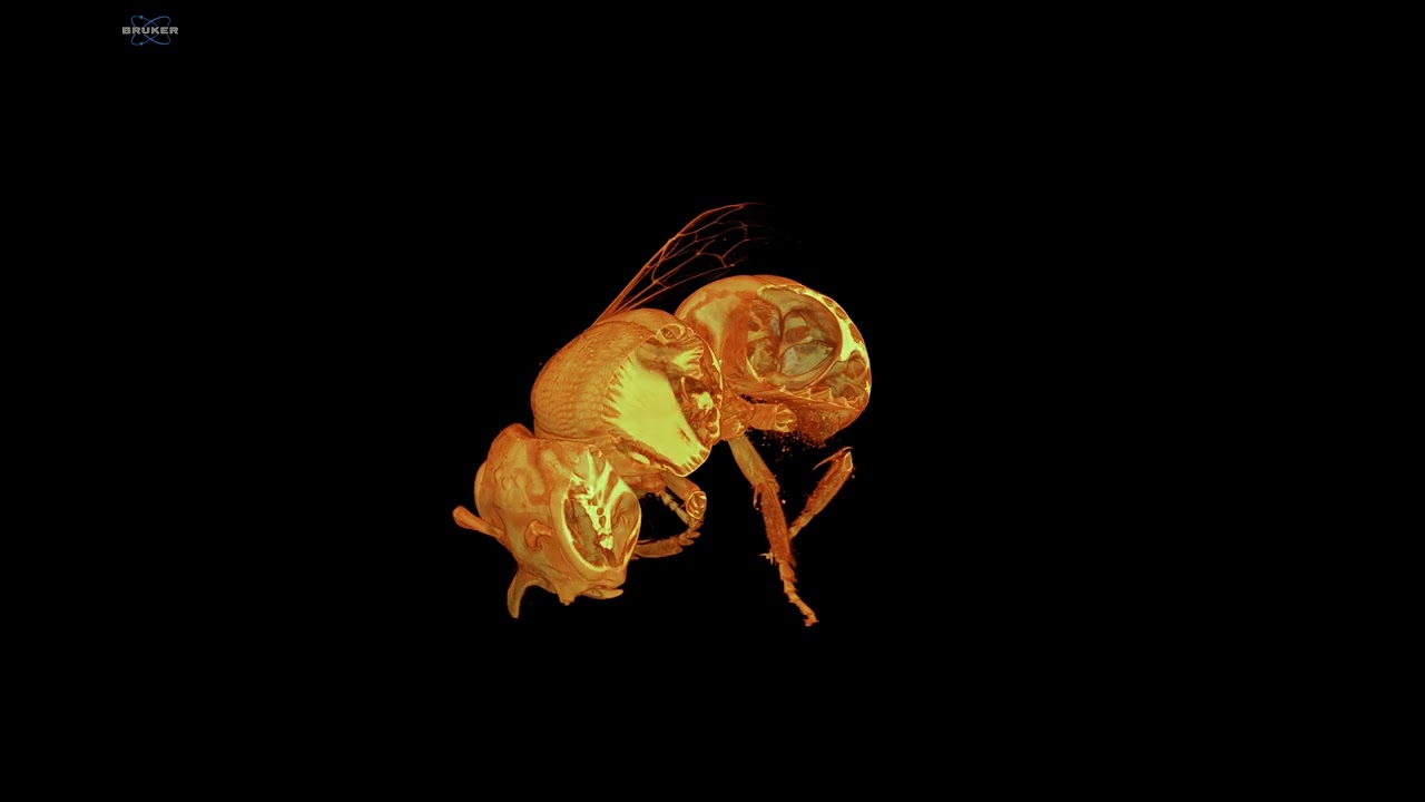 MicroCT of wasp using SKYSCAN 1272