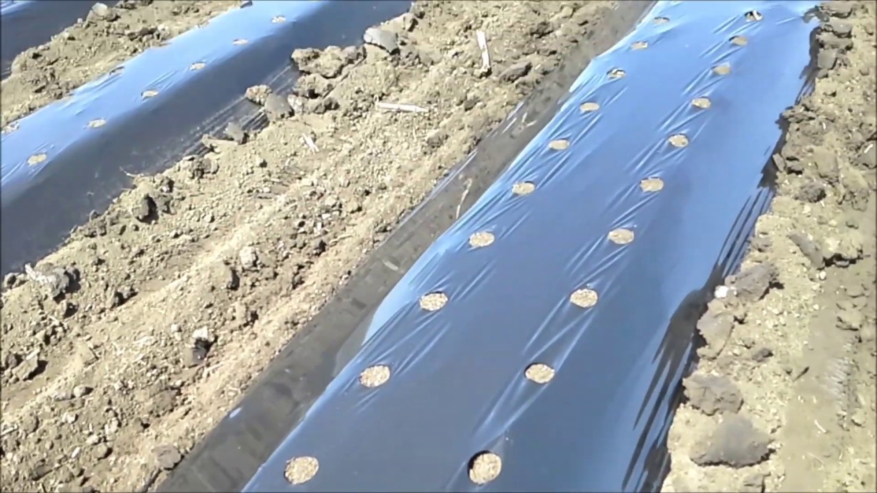 Bilonarea solului, instalarea liniei de picurare și a peliculei│Proiecte AGRODOR