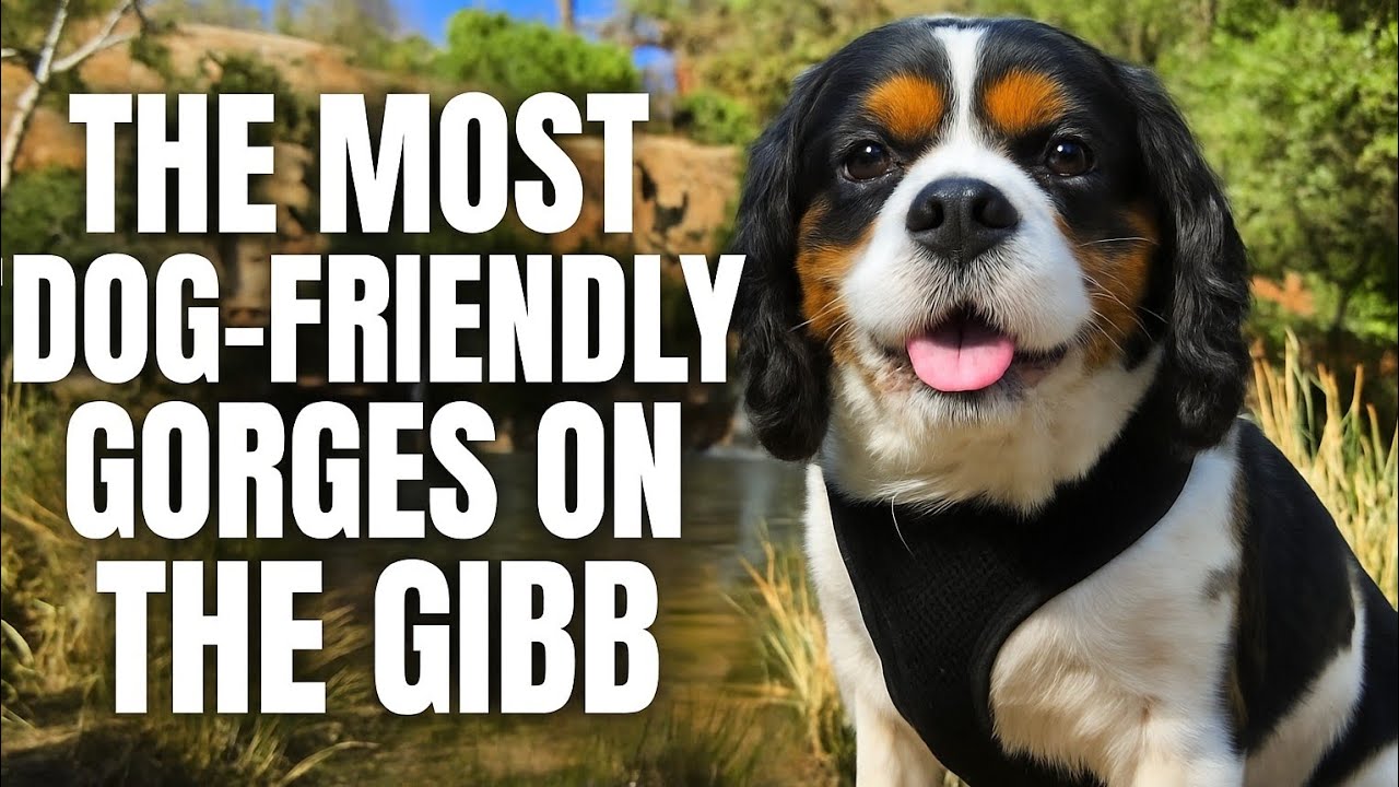 Exploring the Gibb&rsquo;s Best Dog Friendly Gorges | Family Vanlife Australia
