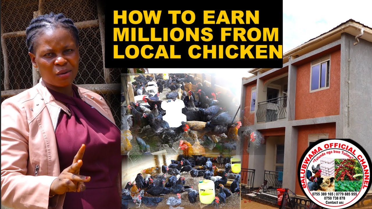 How we made 40 million in one month from Poultry Farm ~ Balubwama reaps big from local chicken 