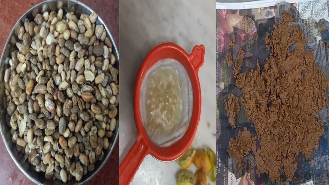 jamal ghote ka shodhan mudabbarजमाल घोटे का शोधन उपयोग croton tiglium seeds used  effects