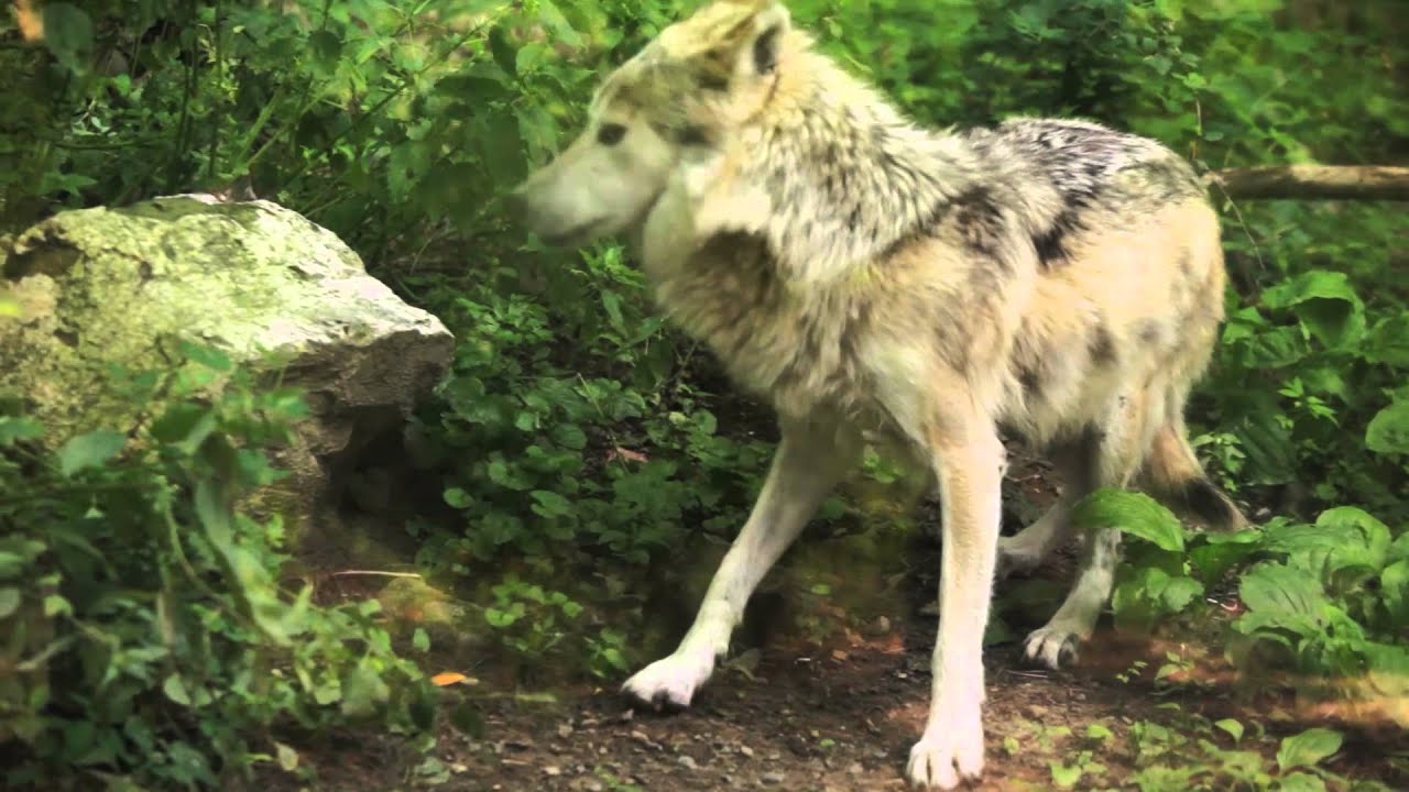 Beyond the Howl: How to listen to Mexican gray wolves at the Stone Zoo