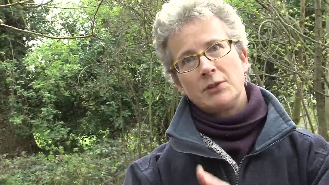 Alys Fowler: Growing beans and peas on an allotment