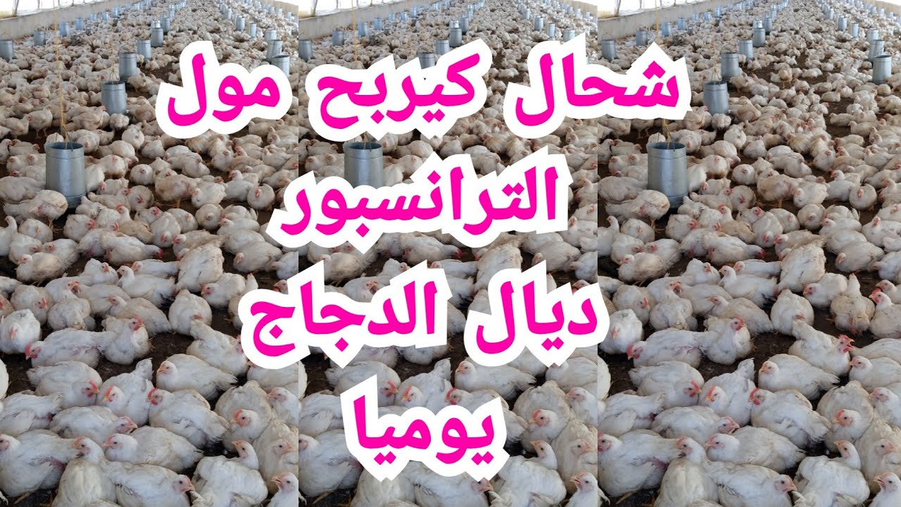 ارباح خيالية لمول كاميو نقل الدجاج الحي