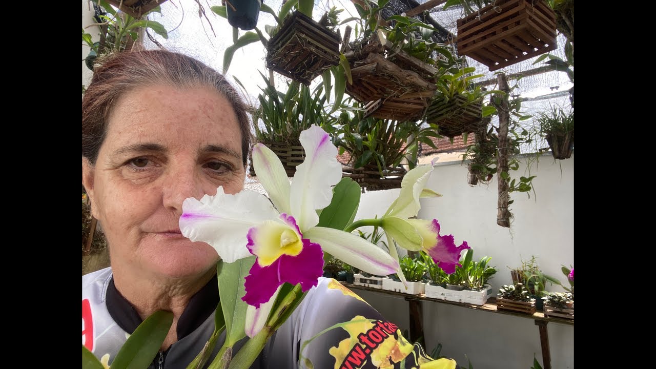 Orquídeas com a Noca está ao vivo!