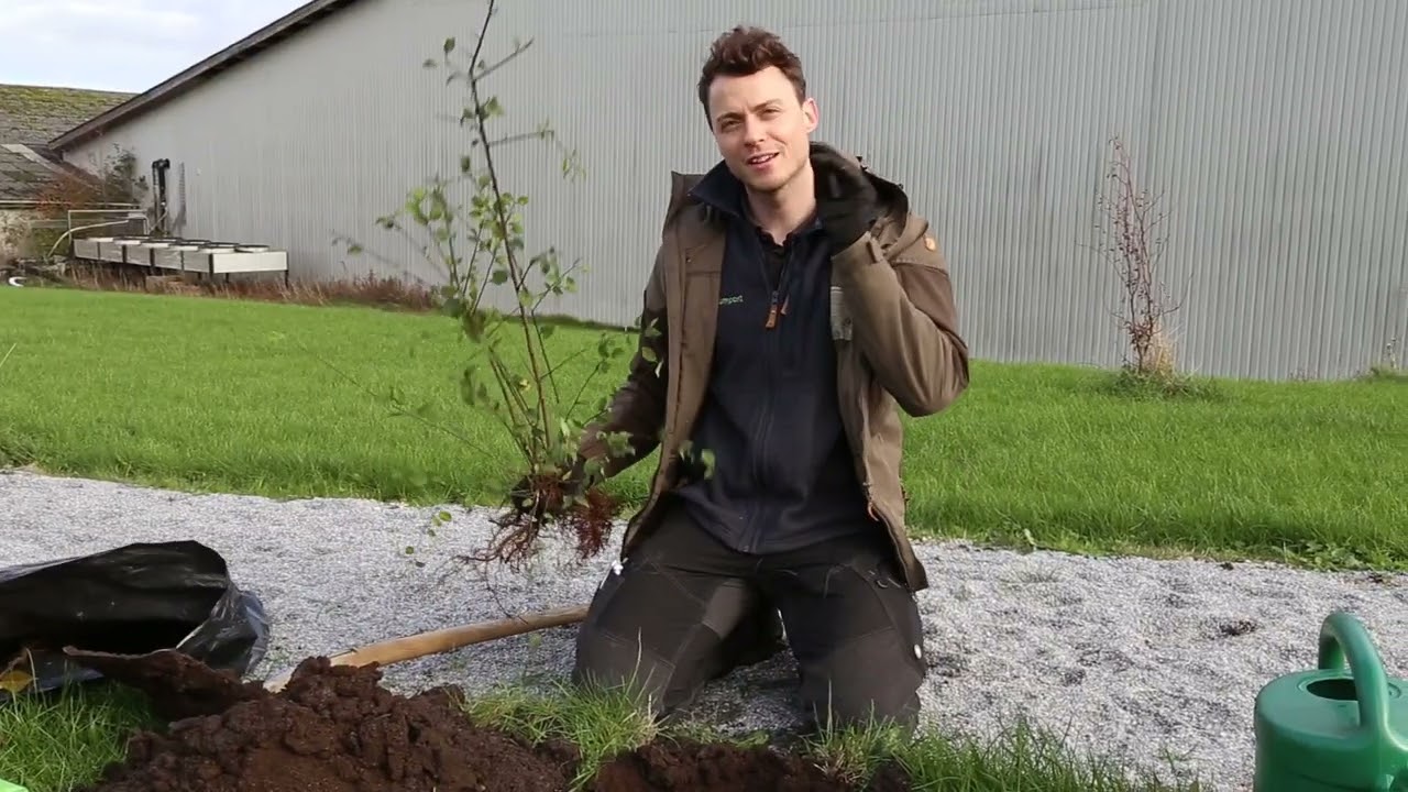 Sådan planter du i leret og kompakt jord