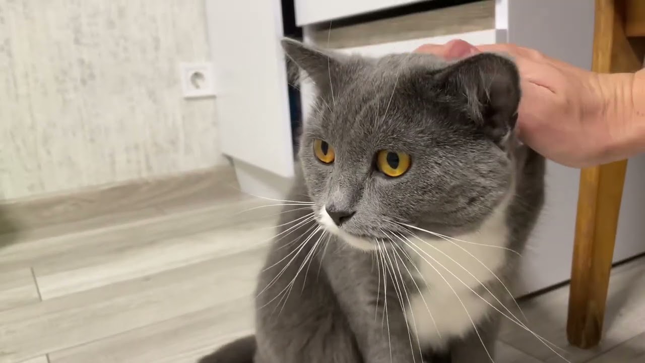 ASMR Oscar the cat started purring when I stroked him | ASMR Cat House