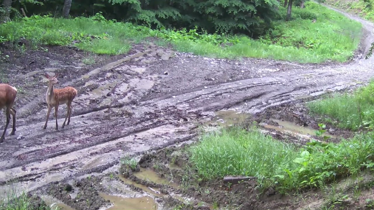Animale sălbatice surprinse de camera cu senzori &icirc;n Parcul Natural Bucegi