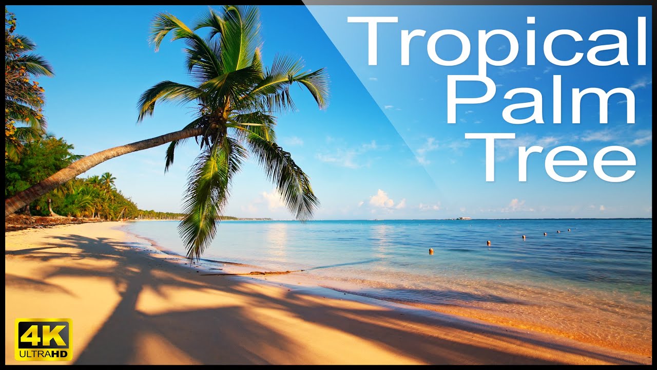 🏝️ Tropical beach and 🌴 palm tree relax video - Relaxing Sounds, Calm Ocean Waves and Caribbean sea