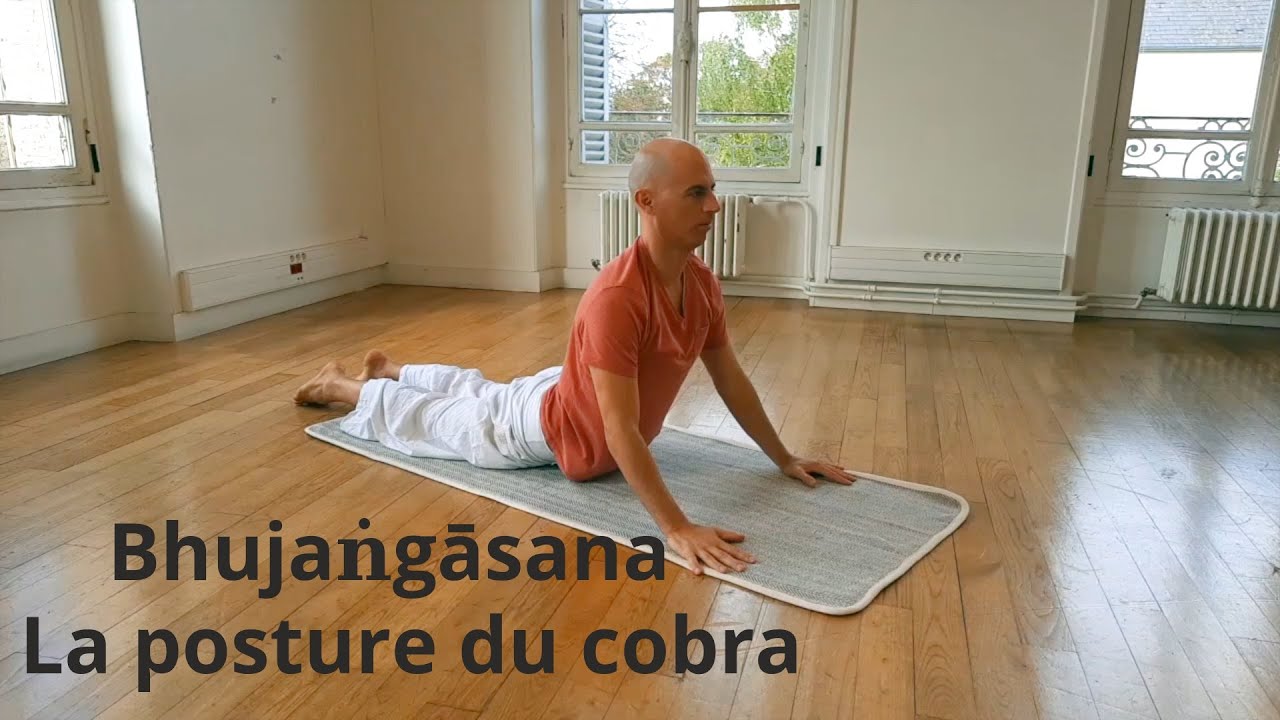 Bhujangasana - la posture du cobra - Formation Yoga