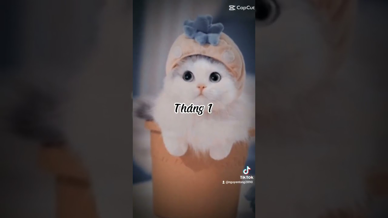 tiktok 12 tháng sinh #shorts #12thangsinh #tiktok
