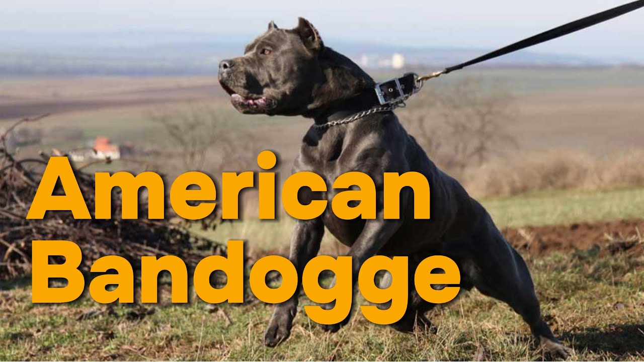 American Bandogge - Bandog #dog #dogbreeds