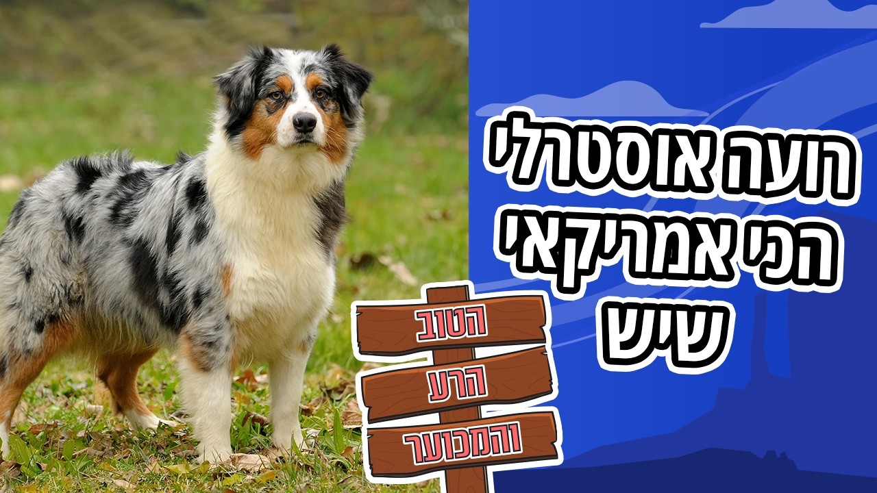 כלב רועה אוסטרלי | כל מה שצריך לדעת | הטוב, הרע והמכוער
