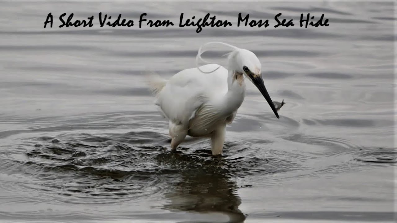 A Short Video From Leighton Moss