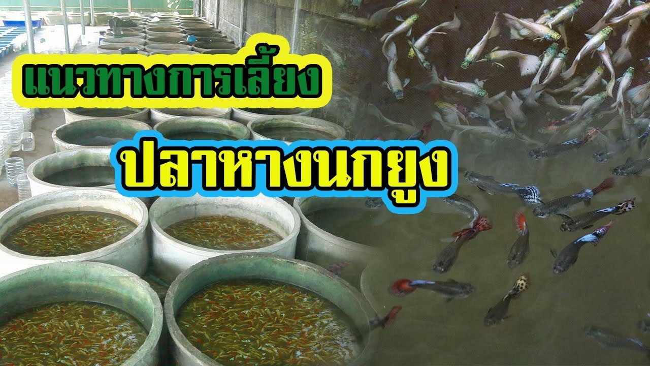 การเลี้ยงปลาหางนกยูง | เพื่อสร้างรายได้เสริม |