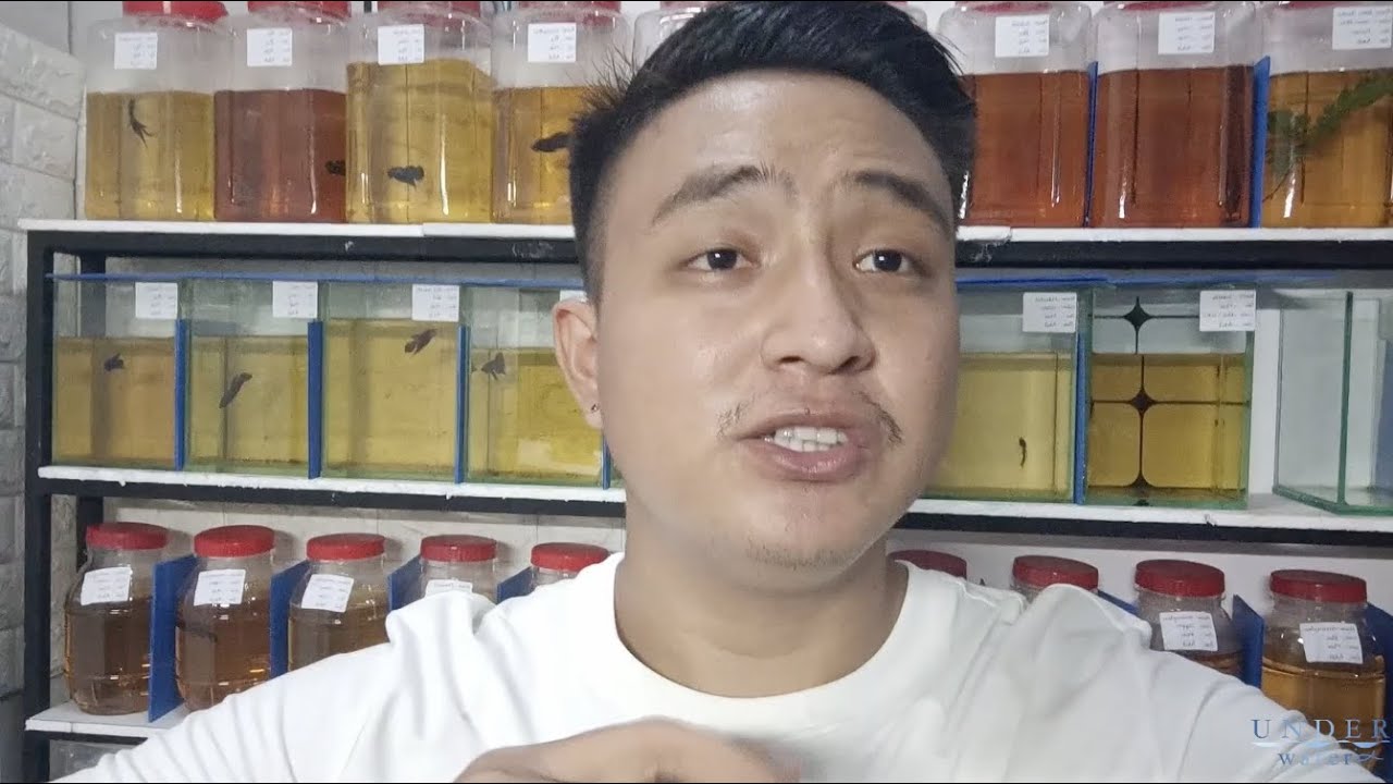 Wild Betta aquarium shop in Myanmar