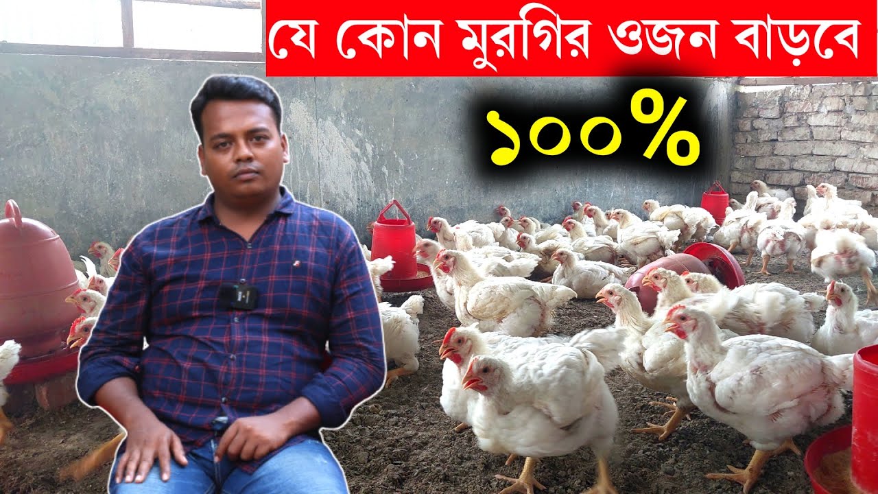 মুরগির ওজন বাড়াতে এই তিনটি ঔষধ ব্যবহার করুন