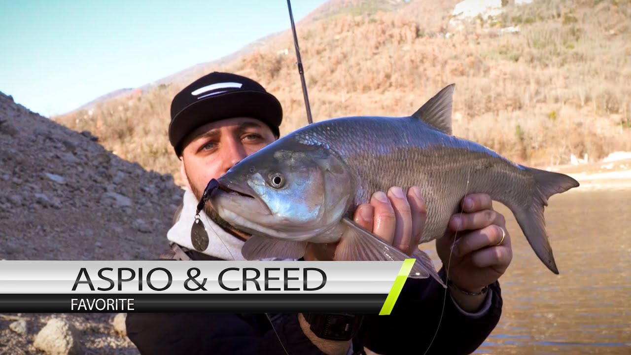 🎣 FAVORITE CREED ed Aspio - Claudio Amadei
