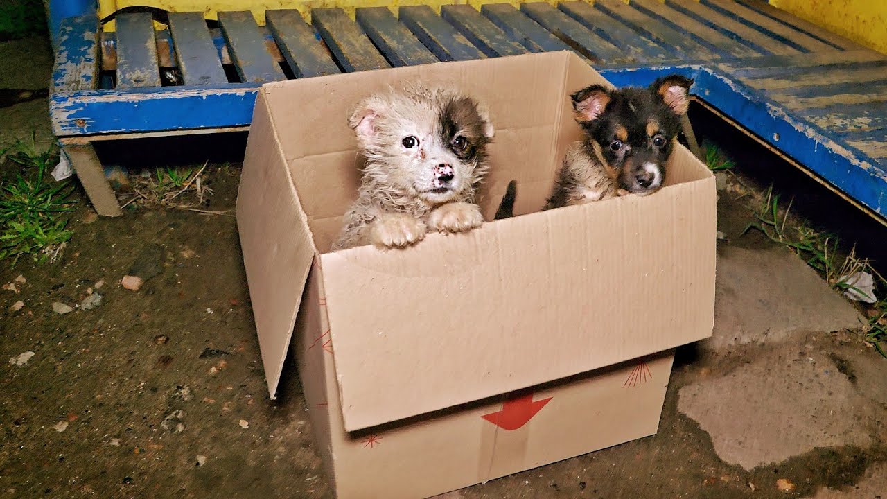Tiny Innocent Puppies Found in a Box at the Bus Stop