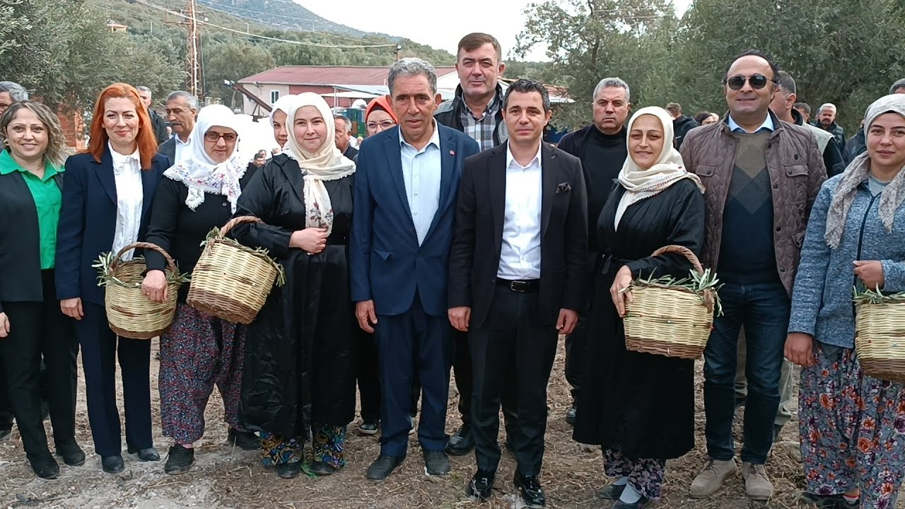 Ahmetçe Köyü Zeytin Hasat Şenliği Haberi #ahmetçe #ahmetçeköyü