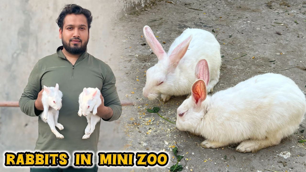 Mini Zoo Main Red Eye Rabbits Aagaye 😍
